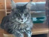 1 chat Maine Coon à vendre, de 3 ans bleu argenté classique LOOF