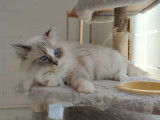 Chat Ragdoll LOOF de 7 ans tacheté disponible pour saillie