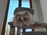 Chat Ragdoll LOOF de 7 ans tacheté disponible pour saillie