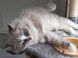 Chat Ragdoll LOOF de 7 ans tacheté disponible pour saillie
