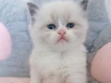 Chaton Ragdoll bleu bicolore LOOF à réserver