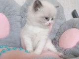 Chaton Ragdoll bleu bicolore LOOF à réserver