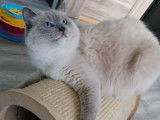 Chaton Ragdoll bleu bicolore LOOF à réserver