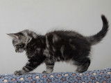 Chaton Norvégien LOOF à vendre