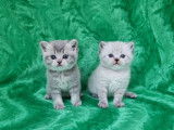 Chatons de type British Shorthair à vendre (1 femelle & 1 mâle)