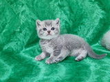 Chatons de type British Shorthair à vendre (1 femelle & 1 mâle)