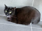 Attendrissant chat mâle adulte non LOOF impatient de trouver son foyer