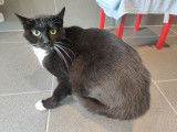 Attendrissant chat mâle adulte non LOOF impatient de trouver son foyer