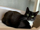 Attendrissant chat mâle adulte non LOOF impatient de trouver son foyer