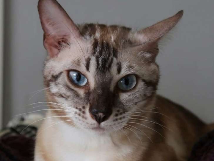 Une chatte Bengal LOOF seal tabby point marble de 2 ans à adopter