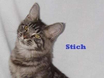 Un chaton Maine Coon mâle black silver blotched tabby LOOF à céder à l’adoption