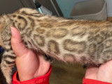 Chatons Bengal disponibles immédiatement !