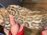 Chatons Bengal disponibles immédiatement !