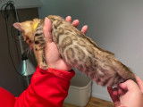 Chatons Bengal disponibles immédiatement !