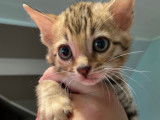 Chatons Bengal disponibles immédiatement !