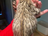 Chatons Bengal disponibles immédiatement !