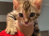 Chatons Bengal disponibles immédiatement !