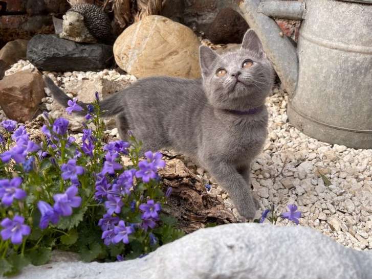 3 chatons Chartreux mâles LOOF bleus d’avril 2022 à réserver