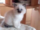4 chatons Sacrés de Birmanie à réserver, LOOF porteurs seal