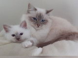 4 chatons Sacrés de Birmanie à réserver, LOOF porteurs seal