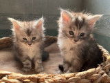 Réservation pour 5 chatons Maine Coon LOOF
