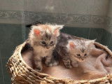 Réservation pour 5 chatons Maine Coon LOOF