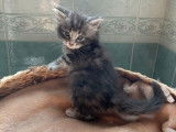 Réservation pour 5 chatons Maine Coon LOOF