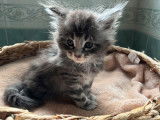 Réservation pour 5 chatons Maine Coon LOOF