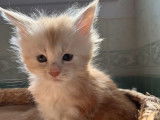 Réservation pour 5 chatons Maine Coon LOOF
