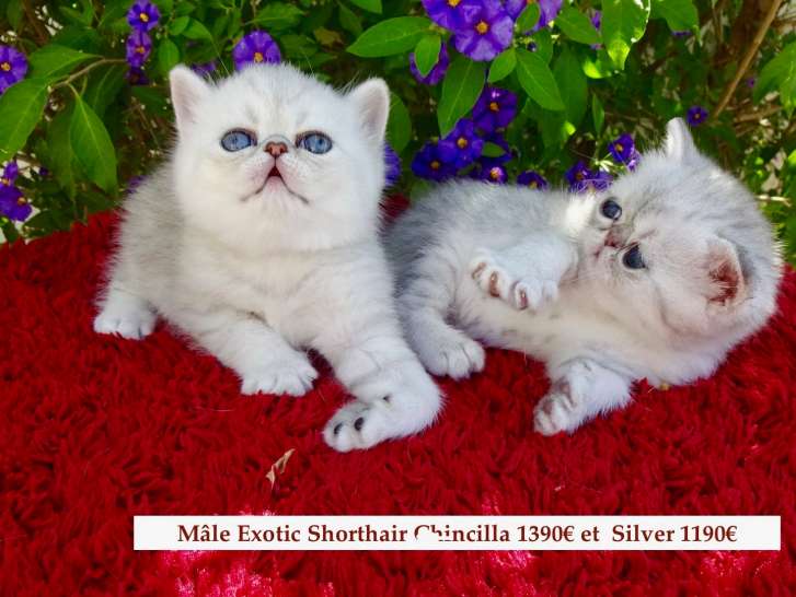 Chatons Exotic Shorthair/ Persan  Silver,chicnhilla LOOF
