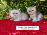 Chatons Exotic Shorthair/ Persan  Silver,chicnhilla LOOF