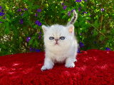 Chatons Exotic Shorthair/ Persan  Silver,chicnhilla LOOF