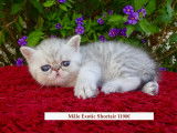 Chatons Exotic Shorthair/ Persan  Silver,chicnhilla LOOF