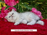 Chatons Exotic Shorthair/ Persan  Silver,chicnhilla LOOF