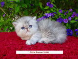 Chatons Exotic Shorthair/ Persan  Silver,chicnhilla LOOF