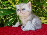 Chatons Exotic Shorthair/ Persan  Silver,chicnhilla LOOF