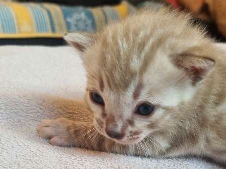 5 chatons Bengal mâles nés en avril 2022 LOOF à céder à l’adoption