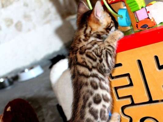 Un chaton Bengal mâle multicolore LOOF né en mai 2022 à adopter