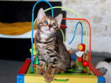 Un chaton Bengal mâle multicolore LOOF né en mai 2022 à adopter