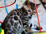 Un chaton Bengal mâle multicolore LOOF né en mai 2022 à adopter