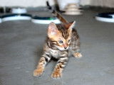 Un chaton Bengal mâle multicolore LOOF né en mai 2022 à adopter