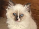 Un chaton Ragdoll mâle seal mitted LOOF à placer à l’adoption