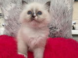 Un chaton Ragdoll mâle seal mitted LOOF à placer à l’adoption