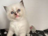 Un chaton Ragdoll mâle seal mitted LOOF à placer à l’adoption