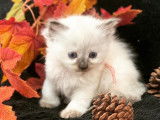 À adopter 6 chatons Ragdolls LOOF nés en avril 2022