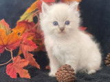 À adopter 6 chatons Ragdolls LOOF nés en avril 2022