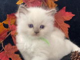À adopter 6 chatons Ragdolls LOOF nés en avril 2022