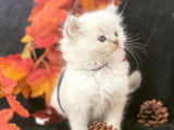 À adopter 6 chatons Ragdolls LOOF nés en avril 2022