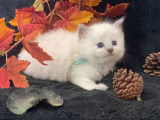 À adopter 6 chatons Ragdolls LOOF nés en avril 2022