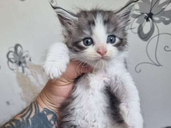 5 chatons Maine Coon LOOF nés en 2022 à adopter